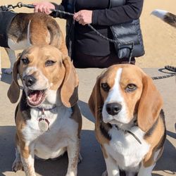 San Leandro Dog Park