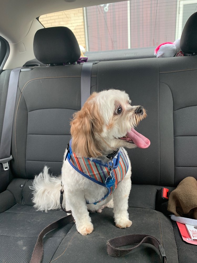 GROOMING NOOK 10 Reviews 16711 Oak Park Ave, Tinley Park, Illinois