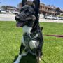 Photo of Armenta Pet Academy