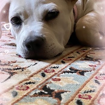 Blue Collar Pet Transport - Mattie - Pet Transportation Near Me - Orlando, Florida Blue Collar Pet Transport - Mattie - Pet Transportation Near Me - Orlando, Florida