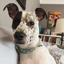 Caken' Me Crazy - Original photo of dog