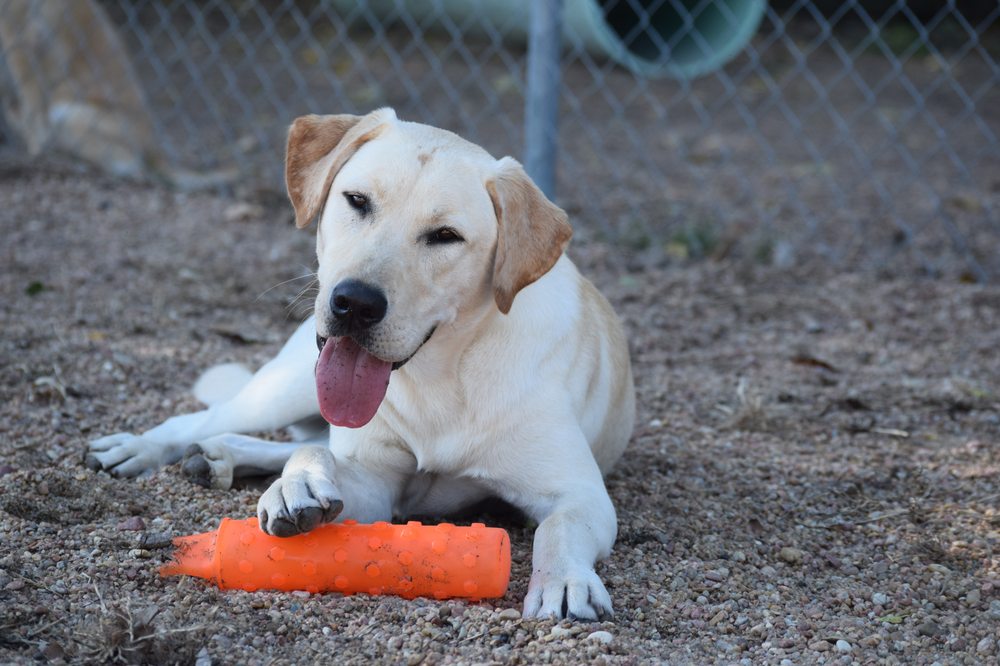 HOUND DOG HOTEL Updated August 2024 24 Photos 6746 S Broadway