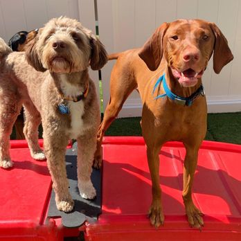 Camp Bow Wow - Pet Training Near Me - Albuquerque, New Mexico