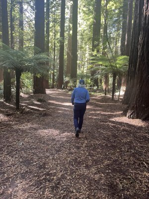 Redwoods Treewalk by null