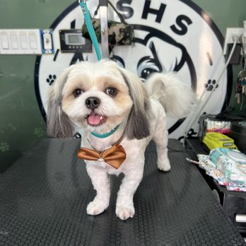 Kushs Grooming Parlor - His after - Pet Groomers Near Me - Victorville, California