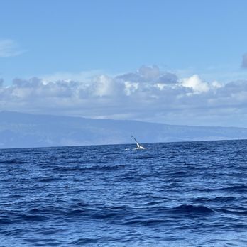 Ultimate Whale Watch & Snorkel - Whale Watching Tours Near Me - Lahaina, Hawaii Ultimate Whale Watch & Snorkel - Whale Watching Tours Near Me - Lahaina, Hawaii