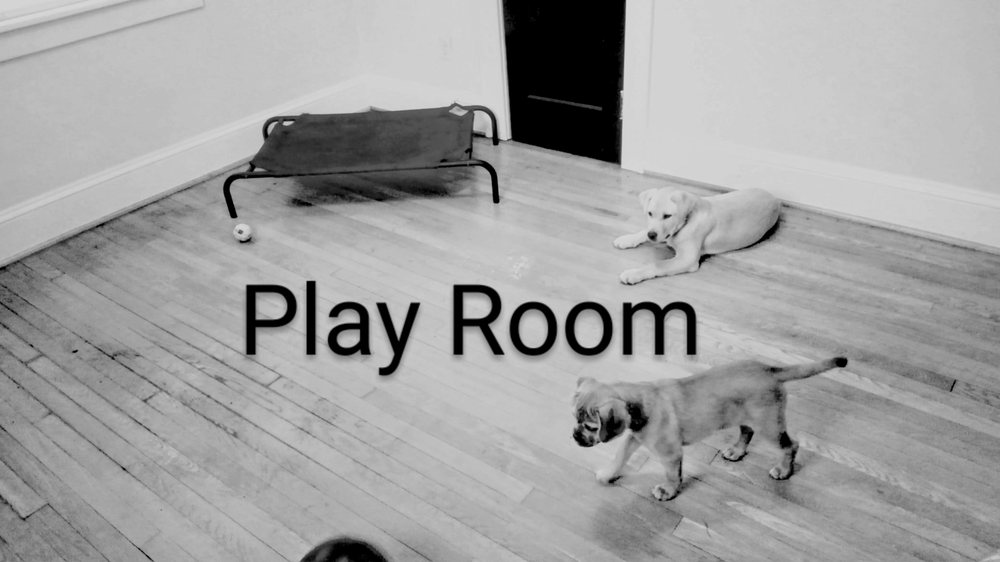 JACKSON’S PET HAVEN Updated June 2024 Request an Appointment 8935