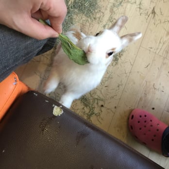 うさぎcafe うさぎカフェおひさま - Updated July 2025 - 14 Photos - 北沢2