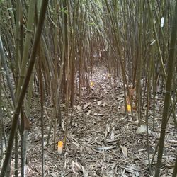Paso Bamboo Farm and Nursery
