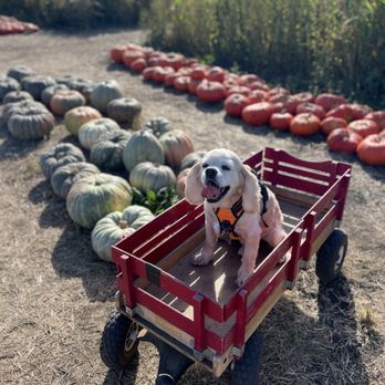 Farmer John's Pumpkin Farm - Pumpkin Patches Near Me - Half Moon Bay, California Farmer John's Pumpkin Farm - Pumpkin Patches Near Me - Half Moon Bay, California