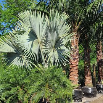 Palm Professionals Tropical Nursery - Nurseries & Gardening Near Me - La Marque, Texas Palm Professionals Tropical Nursery - Nurseries & Gardening Near Me - La Marque, Texas