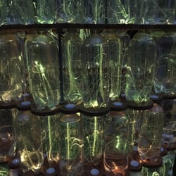 Bruce Munro: Light In the Garden