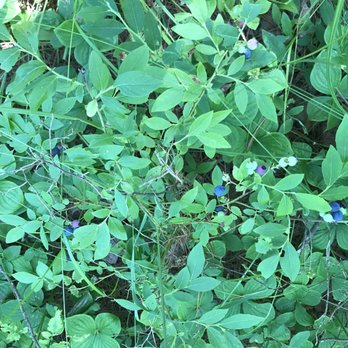 Hi -Pines Camp Ground - Wild Blueberries in the trails - Campgrounds Near Me - Eagle River, Wisconsin Hi -Pines Camp Ground - Wild Blueberries in the trails - Campgrounds Near Me - Eagle River, Wisconsin
