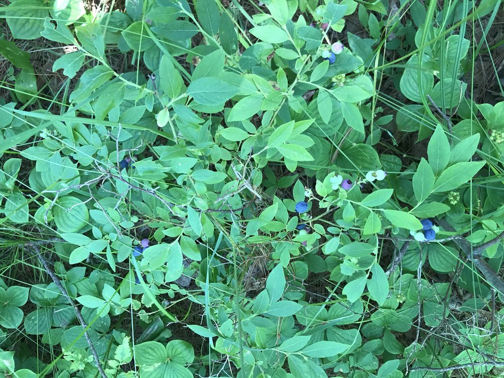 HI -PINES CAMP GROUND - Updated January 2025 - 14 Photos & 10 Reviews