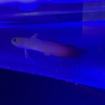 Aquarium Adventure - Pet Stores Near Me - Bolingbrook, Illinois Aquarium Adventure - Pet Stores Near Me - Bolingbrook, Illinois
