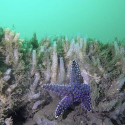 Mermaid Scuba Tours - The canyon on Sunday :-)
