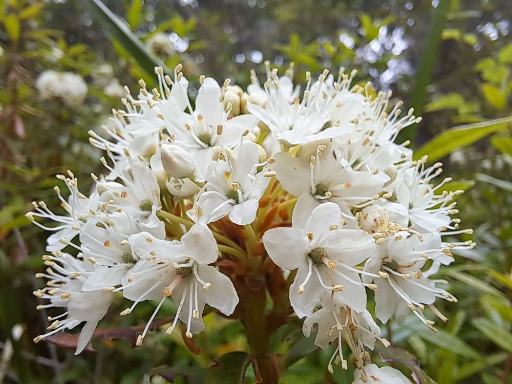 Jug Handle State Natural Reserve Logo