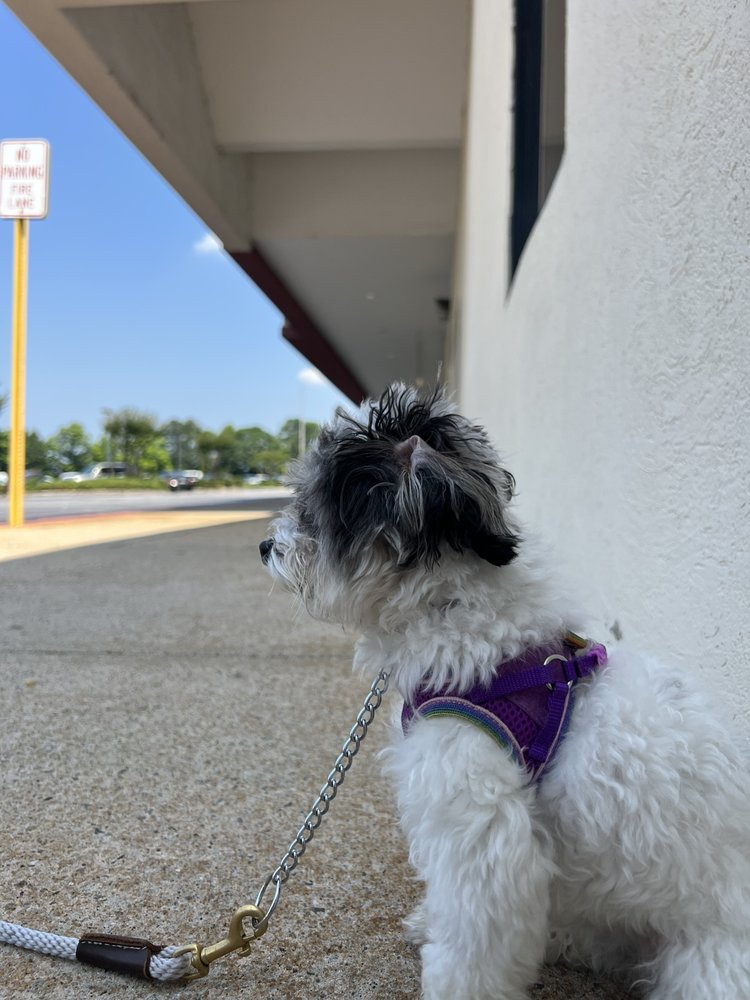 THE UNDERDOG SOCIETY Atlanta, Pet Training Phone Number