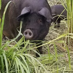Hogwash Farm - That's some cute bacon.