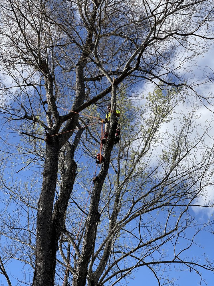 D & T TREE AND LANDSCAPING SERVICE Updated October 2024 11 Photos