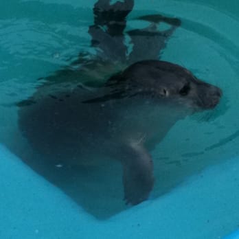 Natureland Seal Sanctuary - Zoos Near Me - Skegness, LIN