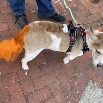 Paw Spa - Pet friendly fur coloring & a bow tie to match!!! - Pet Groomers Near Me - Alexandria, Virginia