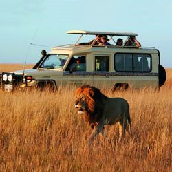 Town Place Travel & Cruises - See lions up close and personal in the wild on a bucket list safari!