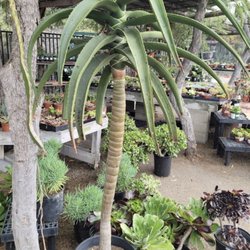 Aloe tree