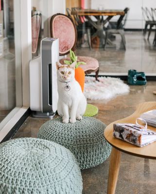 DON’T STRESS MEOWT - CAT CAFE - Updated February 2026 - 245 Photos & 75