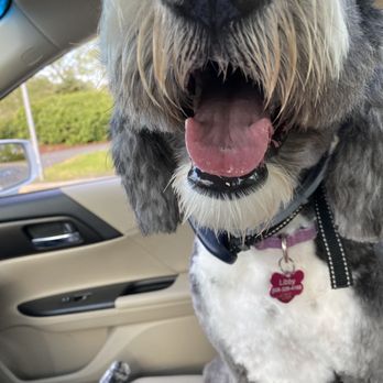 Petco - In car after grooming with dirty face - Pet Training Near Me - North Dartmouth, Massachusetts