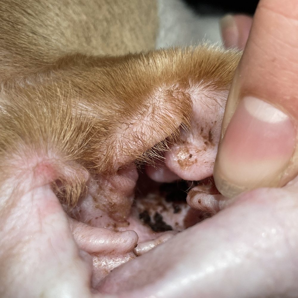 The Dog Zone - Pet Groomers Near Me - Sandy, Utah