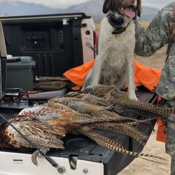 Wasatch Wing and Clay - Brittany Spaniel and his hunt.