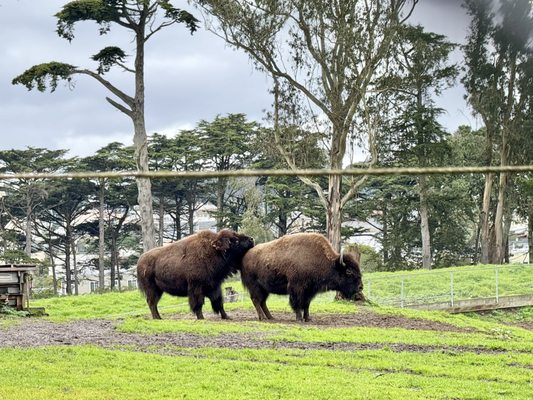 Bison Paddock by null