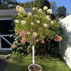 Riverside Nursery Garden Center & Florist - Hydrangea