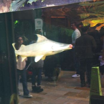 Shedd Aquarium - Shark - Aquariums Near Me - Chicago, Illinois Shedd Aquarium - Shark - Aquariums Near Me - Chicago, Illinois