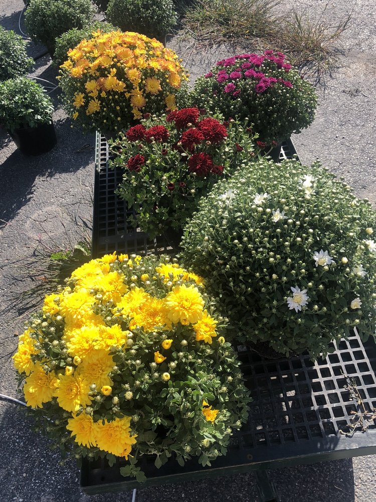 Hillside Apples Logo