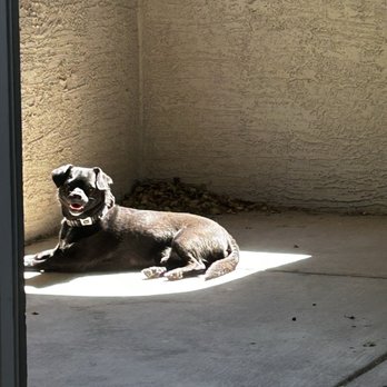 Angels Among Us Pet Rescue - Animal Shelters Near Me Angels Among Us Pet Rescue - Animal Shelters Near Me