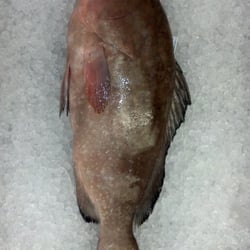 Jt's Seafood - Grouper