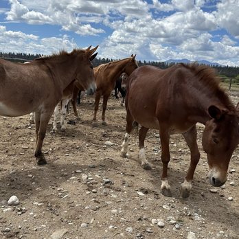 Platte Ranch Double B Riding Stables - Horseback Riding Near Me Platte Ranch Double B Riding Stables - Horseback Riding Near Me