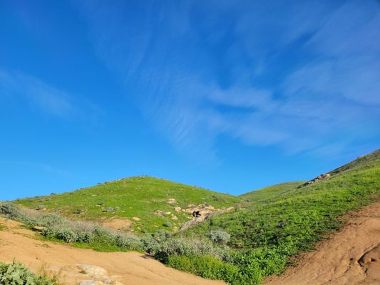 Sycamore Canyon Wilderness Park by null