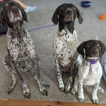 Happy Hounds Housesitting - This is Jasper, Millie, and Kimber! They're quite the fun trio and we had lots of fun watching them! - House Sitters Near Me Happy Hounds Housesitting - This is Jasper, Millie, and Kimber! They're quite the fun trio and we had lots of fun watching them! - House Sitters Near Me