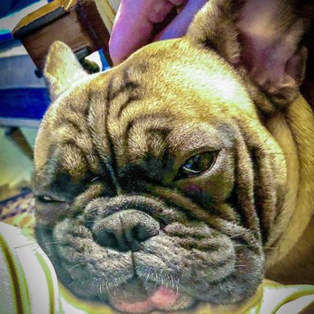 Park Slope Veterinary Care - zev - Veterinarians Near Me - Brooklyn, New York Park Slope Veterinary Care - zev - Veterinarians Near Me - Brooklyn, New York