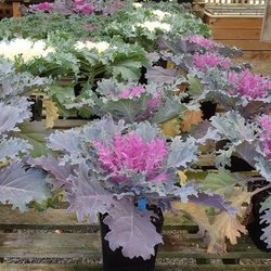 Roadhouse Nursery