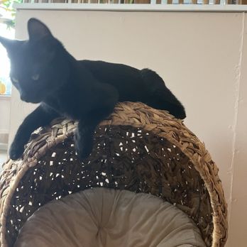 Whiskerwood Haven - Animal Shelters Near Me - San Francisco, California