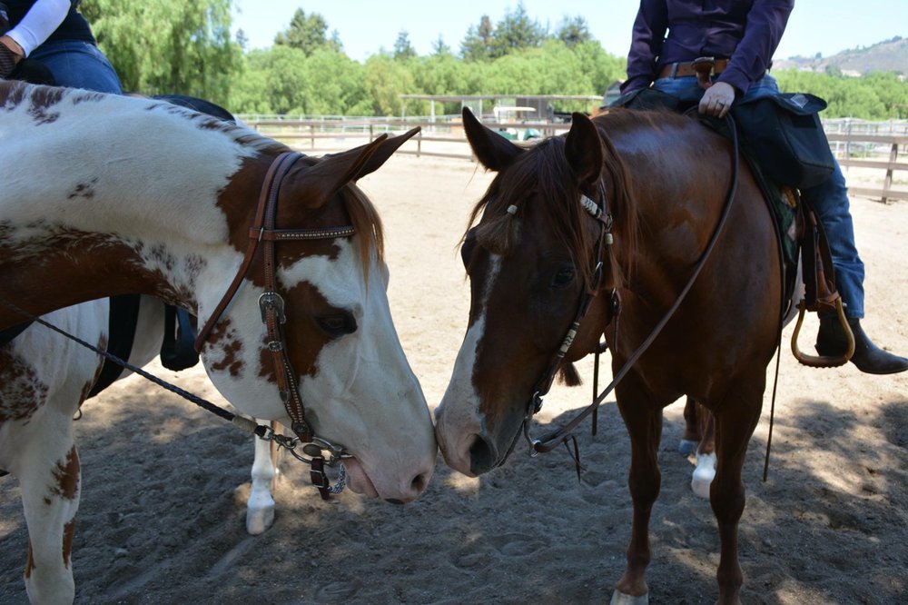 WOLF CREEK VALLEY RANCH 37 Photos Horse Boarding 11600 Santa Rosa