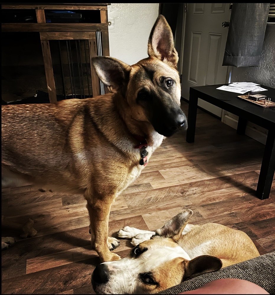 ELITE DOGS TRAINING AND BOARDING Updated August 2024 45 Photos