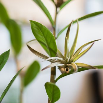 Retrograde Coffee Roasters - Air plants tucked into regular plants. - Coffee Roasteries Near Me - Sebastopol, California Retrograde Coffee Roasters - Air plants tucked into regular plants. - Coffee Roasteries Near Me - Sebastopol, California