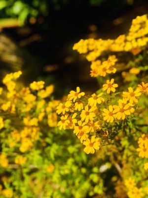 Palomar College by null