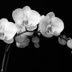 CSI Orchids