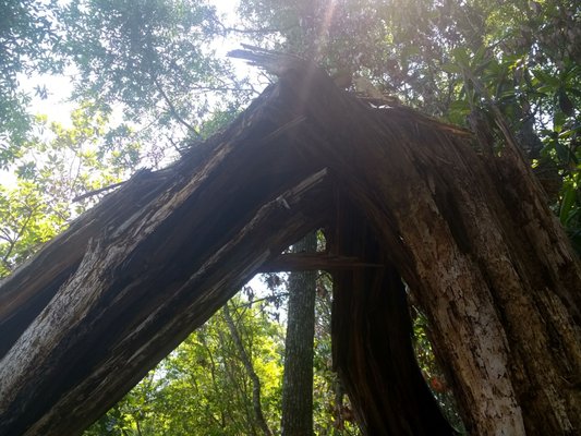 The Nature Conservancy Apalachicola Bluffs and Ravines Preserve (Garden of Eden trail) by null
